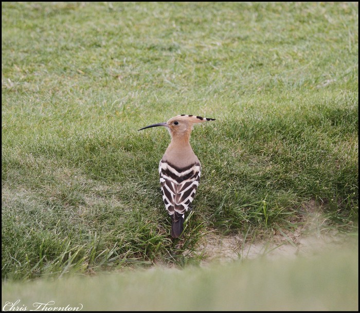 Hoopoe