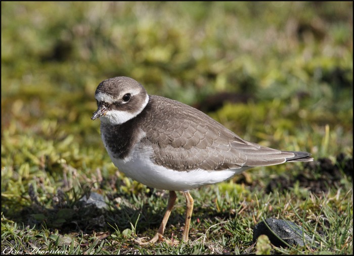 Ringed Plover