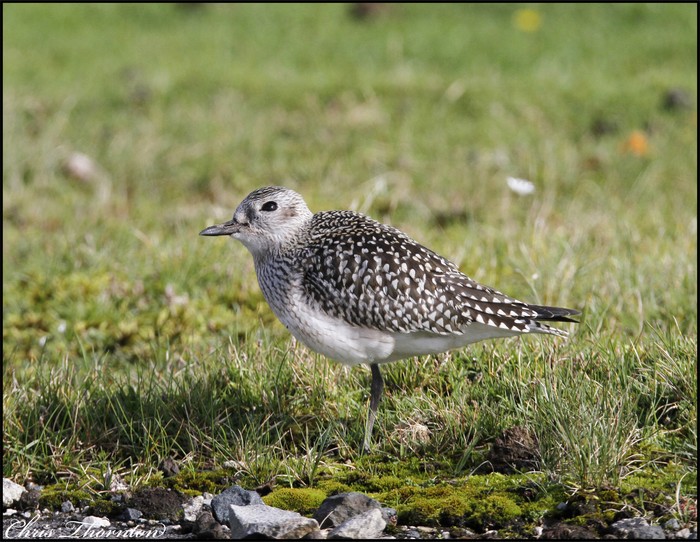 Grey Plover