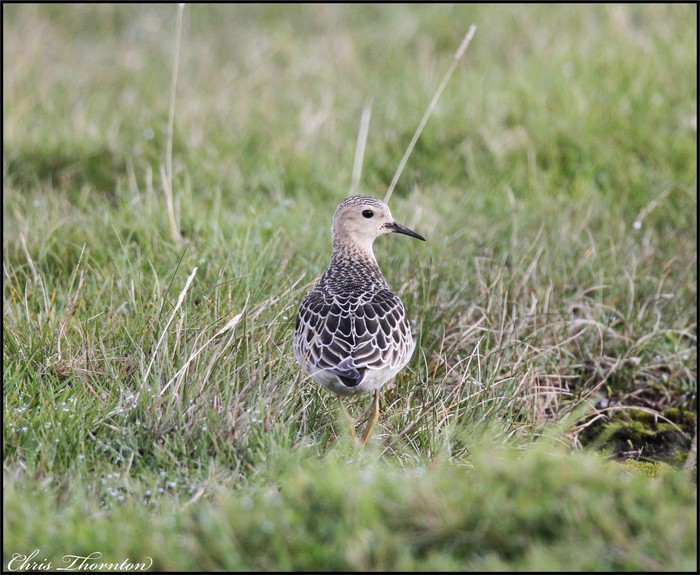 Buff-breasted Sandpiper
