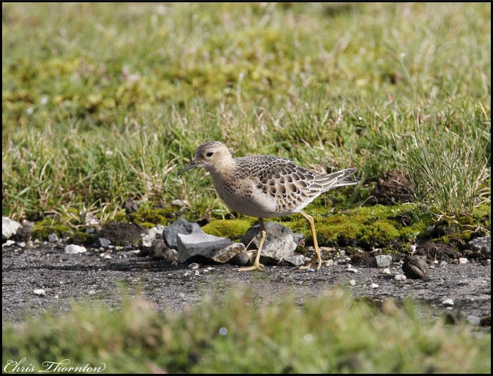 Buff-breasted Sandpiper