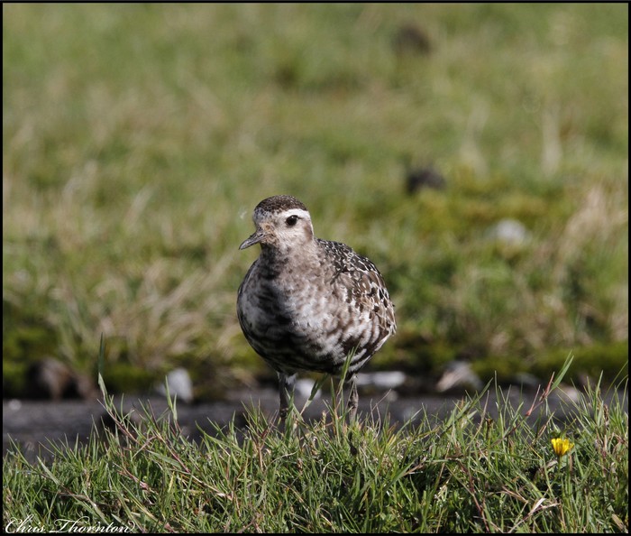 American Golden Plover
