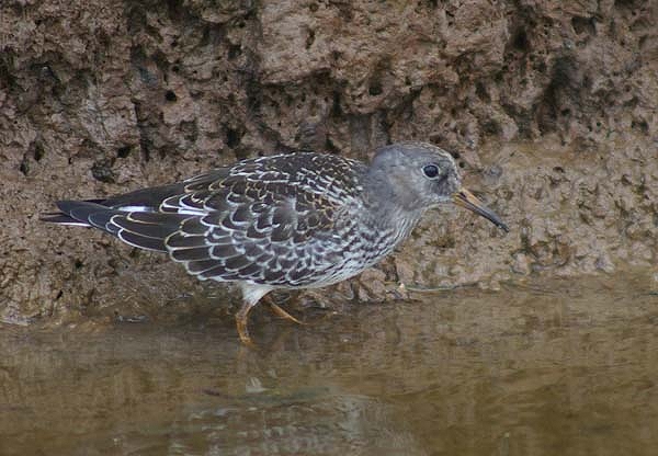 Purple Sandpiper