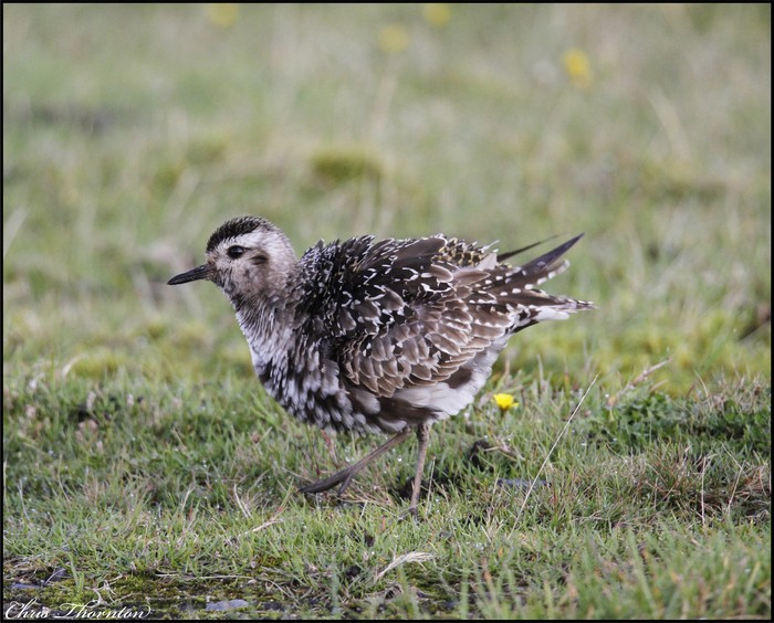 American Golden Plover
