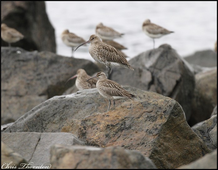 Hudsonian Whimbrel