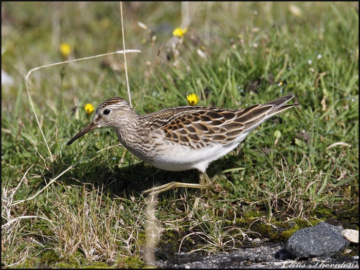 Pectoral Sandpiper