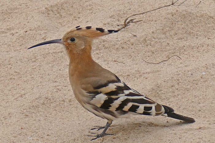 Hoopoe