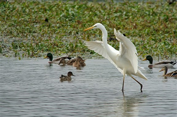 Great White Egret