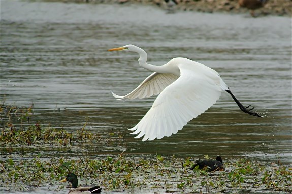 Great White Egret