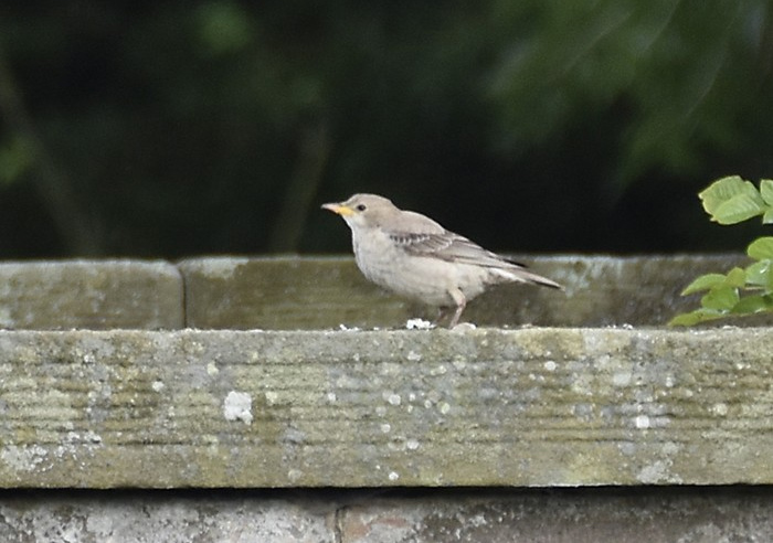 Rose-coloured Starling