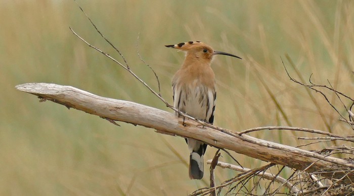Hoopoe
