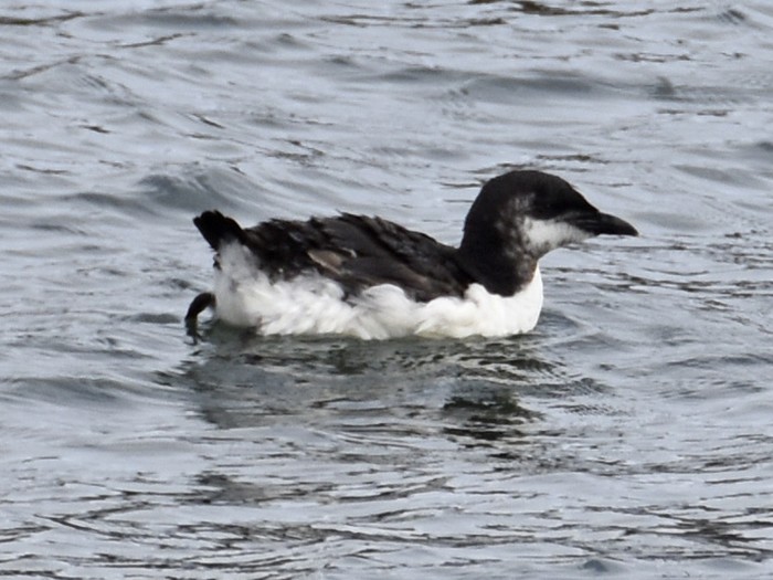 Brunnich's Guillemot