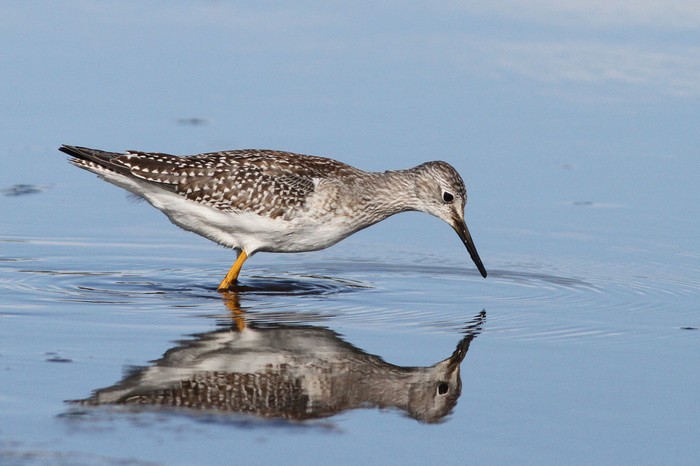 Lesser Yellowlegs