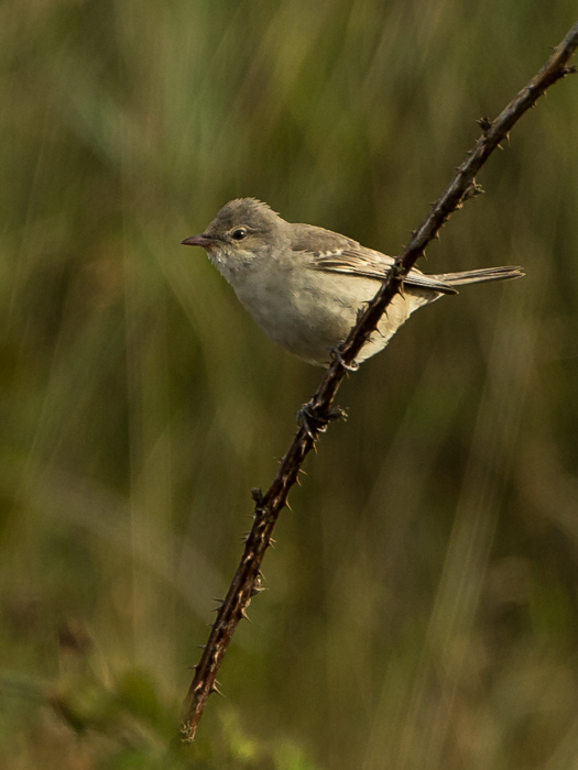 Barred Warbler