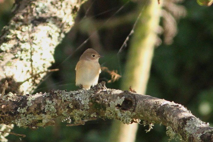 Red-breasted Flycatcher