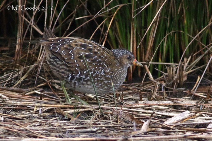 Spotted Crake