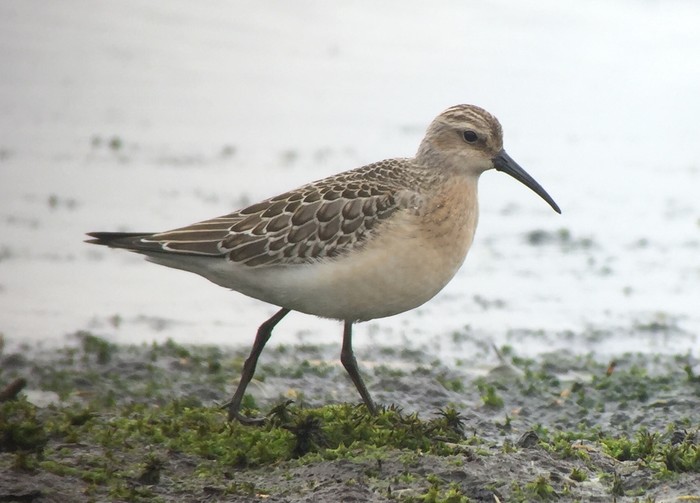 Curlew Sandpiper