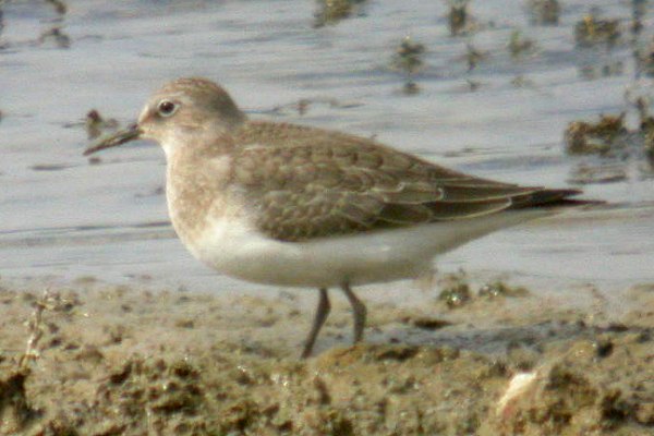 Temminck's Stint