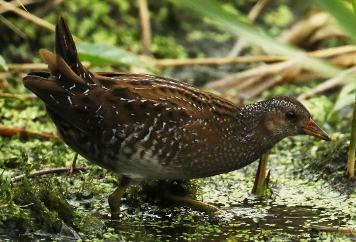 Spotted Crake