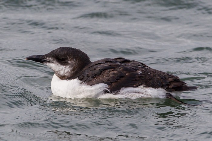Brunnich's Guillemot