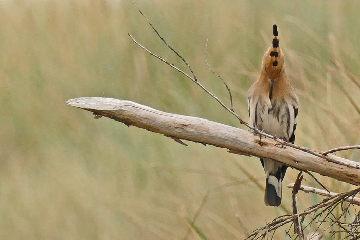 Hoopoe