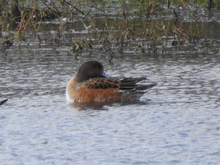 Wigeon