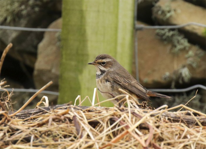 Bluethroat