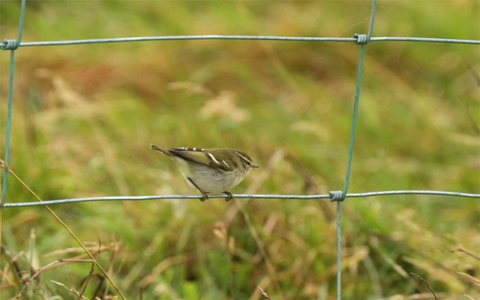 Yellow-browed Warbler