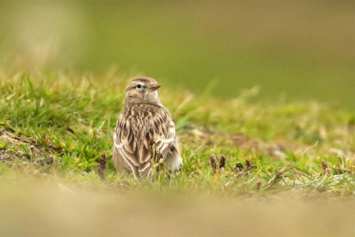 Short-toed Lark