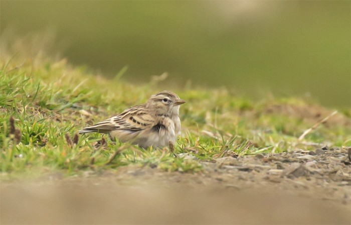 Short-toed Lark