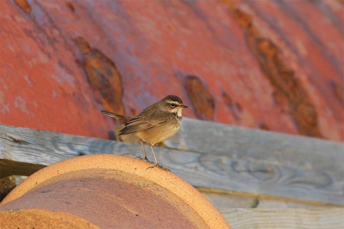 Bluethroat