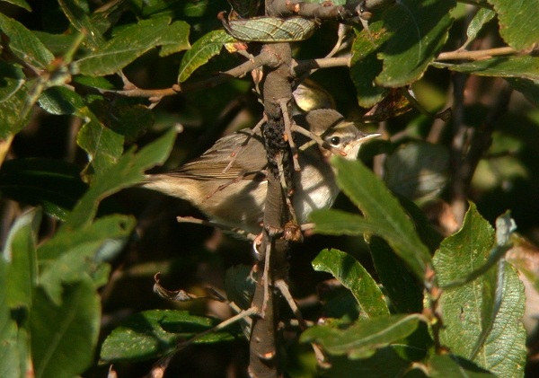 Dusky Warbler