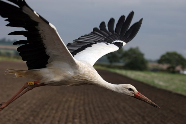 White Stork