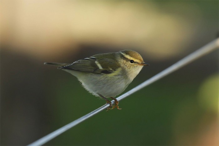 Yellow-browed Warbler
