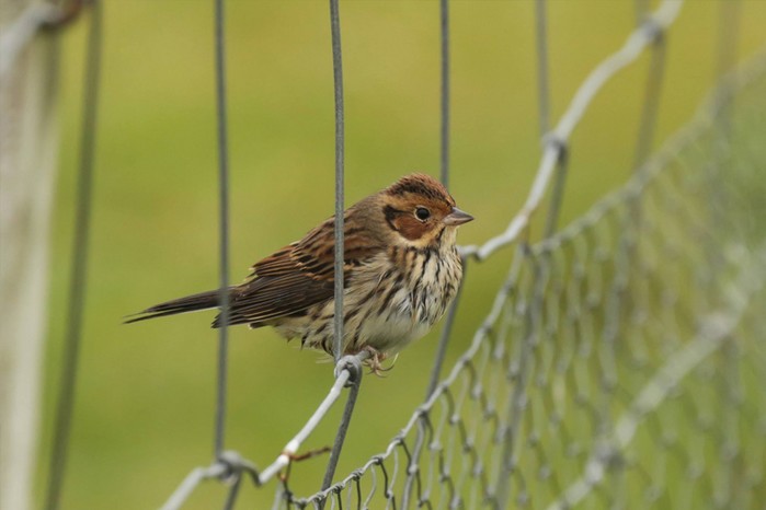 Little Bunting