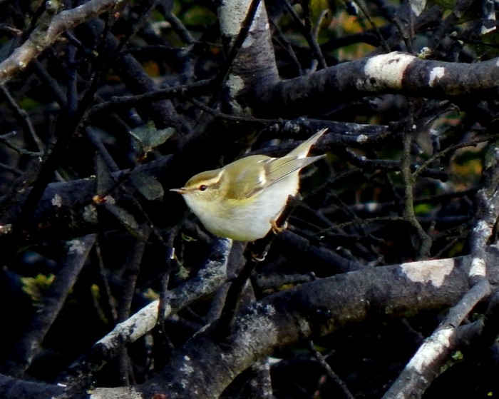 Yellow-browed Warbler