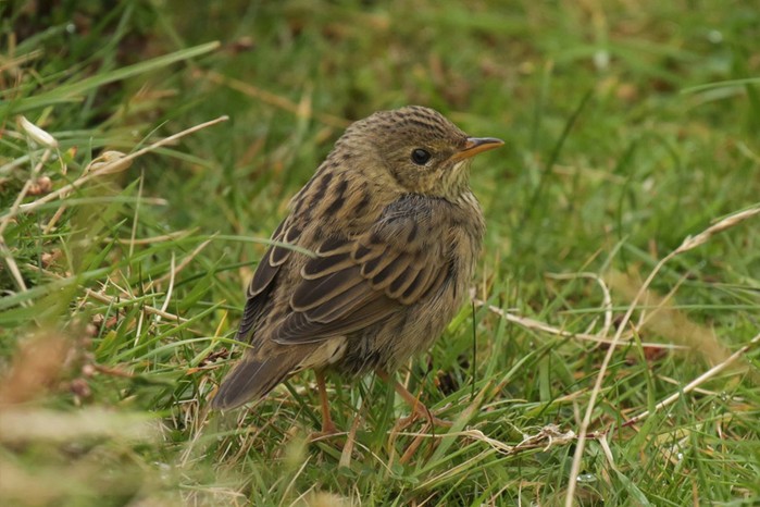 Lanceolated Warbler