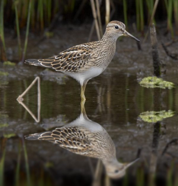 Pectoral Sandpiper