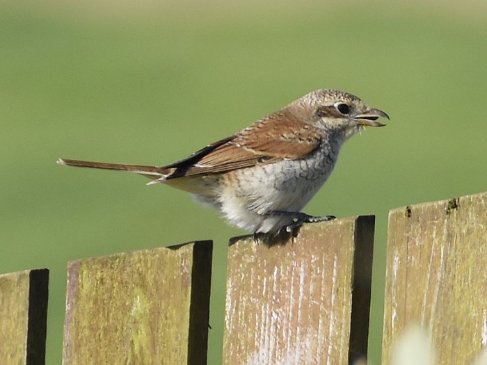 Red-backed Shrike