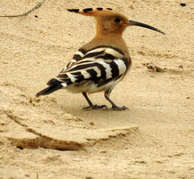 Hoopoe