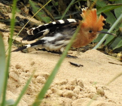 Hoopoe