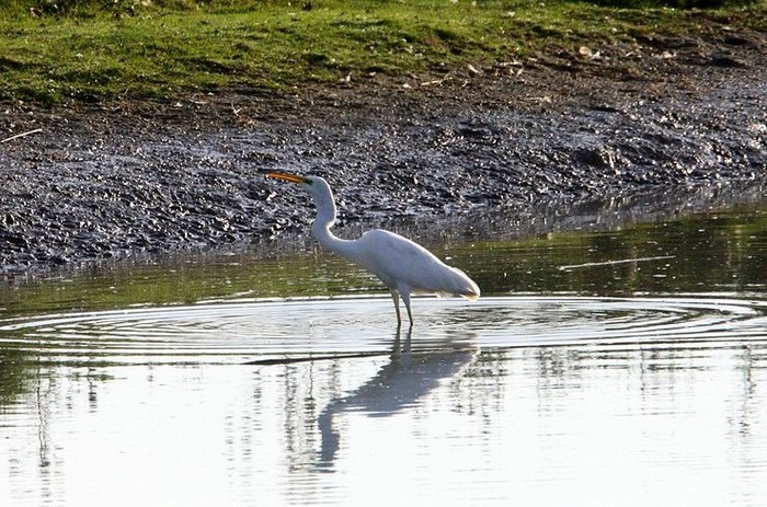 Great White Egret