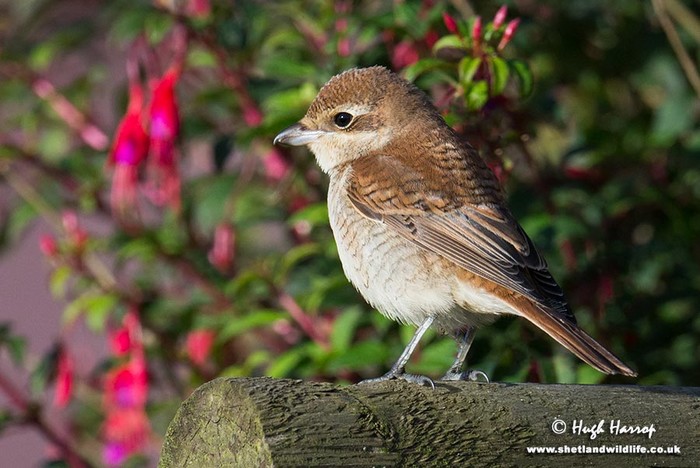 Red-backed Shrike