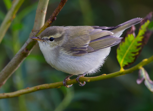 Greenish Warbler