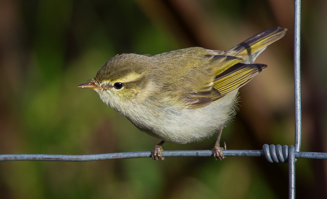 Greenish Warbler