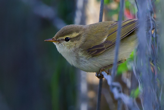 Greenish Warbler