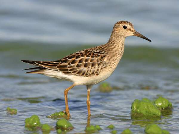 Pectoral Sandpiper