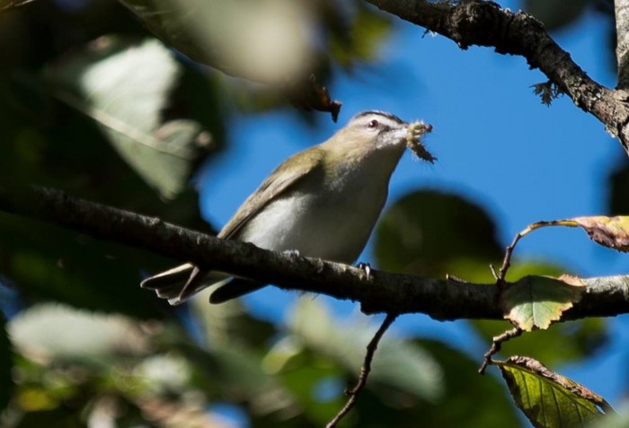 Red-eyed Vireo