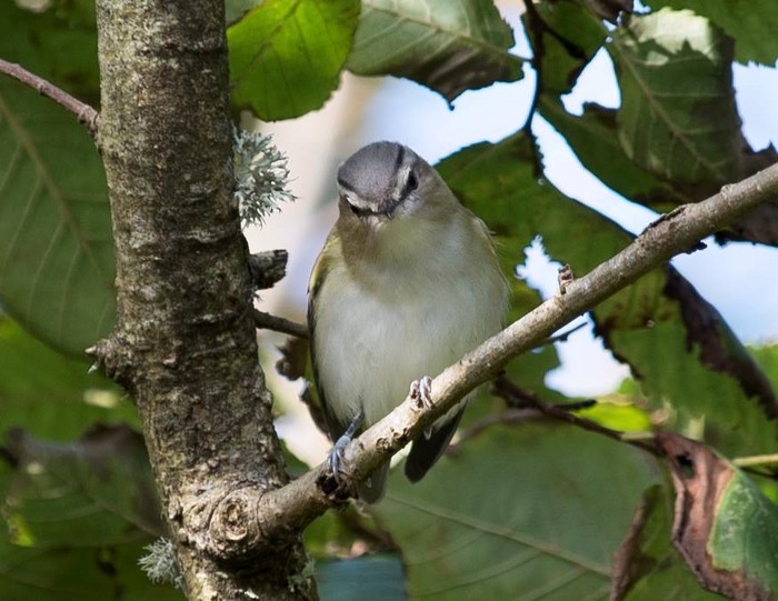 Red-eyed Vireo