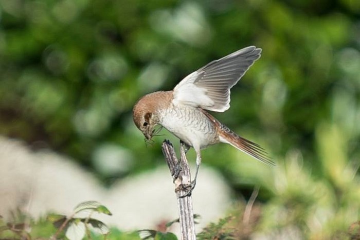 Red-backed Shrike